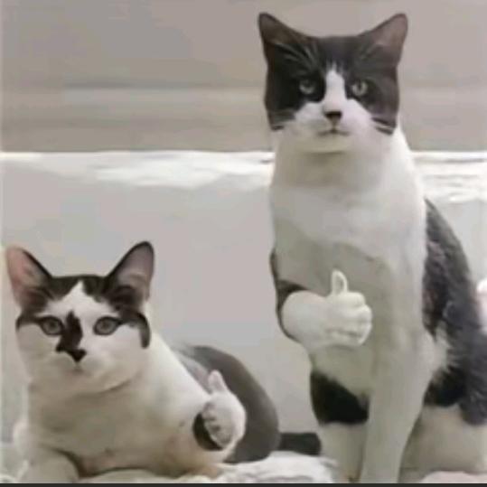夜猫哒哒
