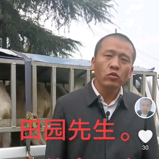 田园先生《小号》