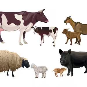 小飒的养殖服务店