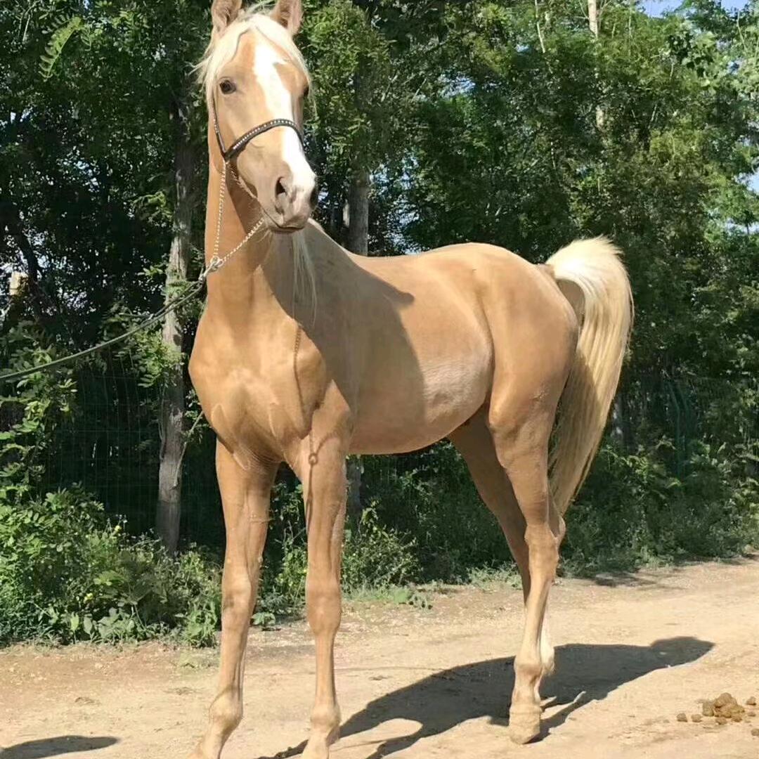 SD萌新小黄玩具