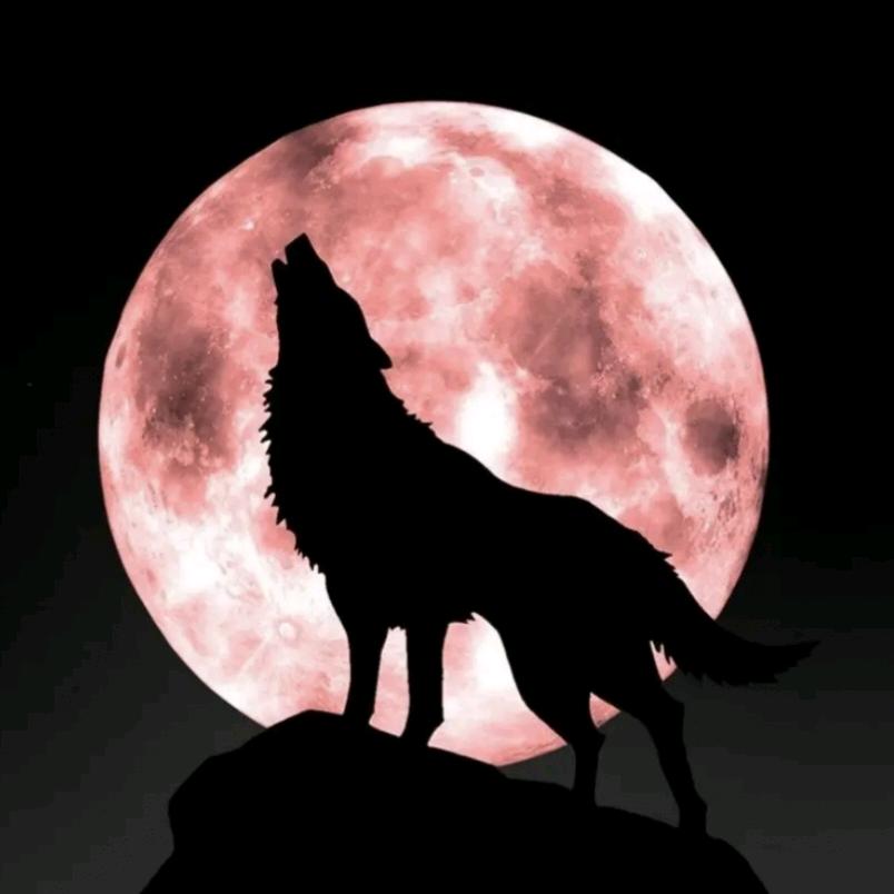 潮州凤凰米叶黄杨