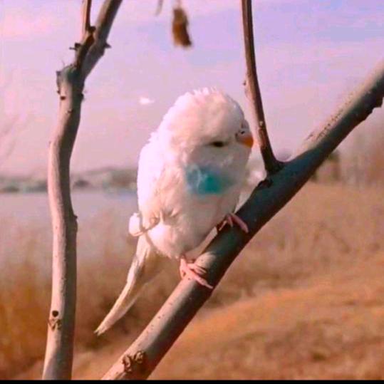 会说话的小吸蜜吉米