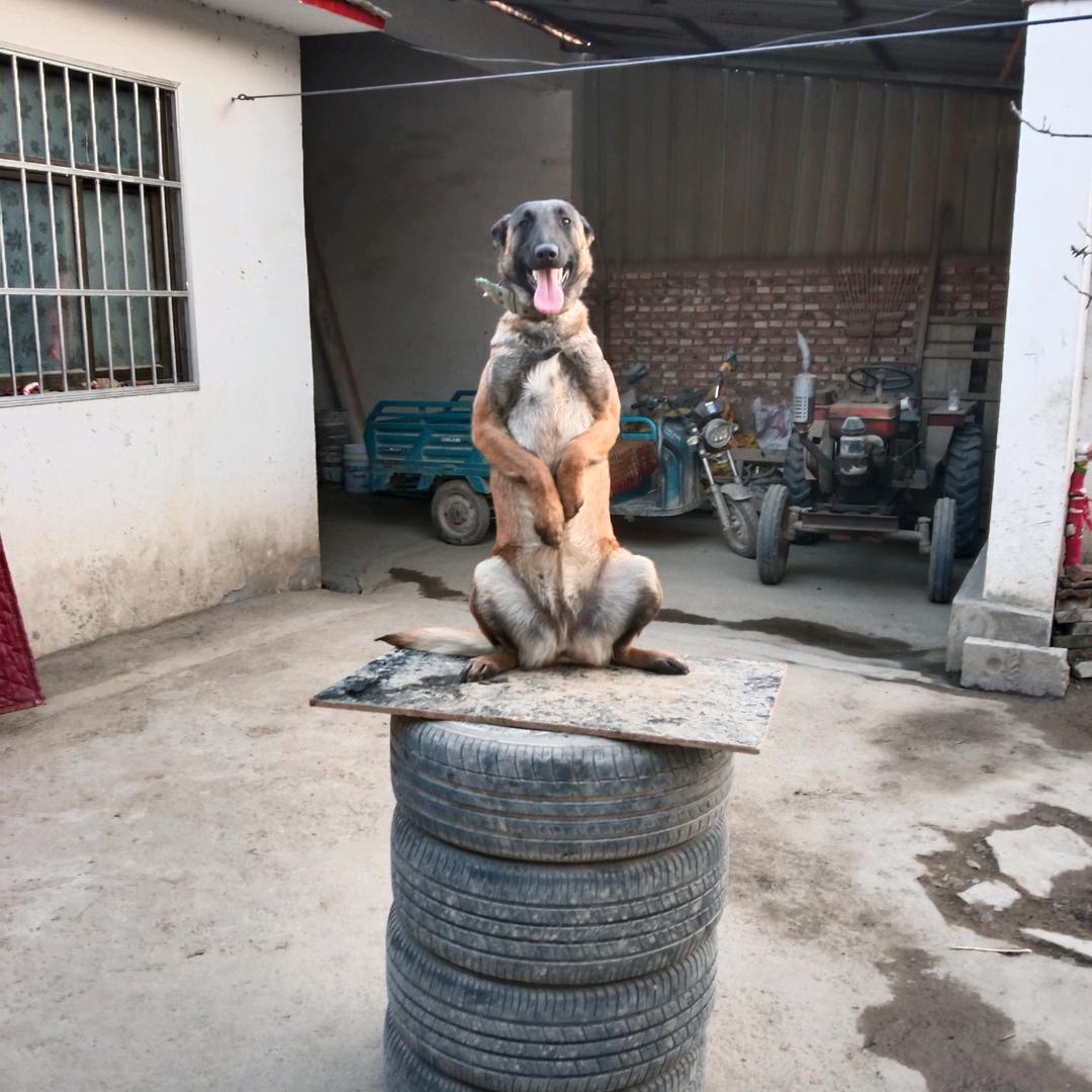 小龙马犬俱乐部