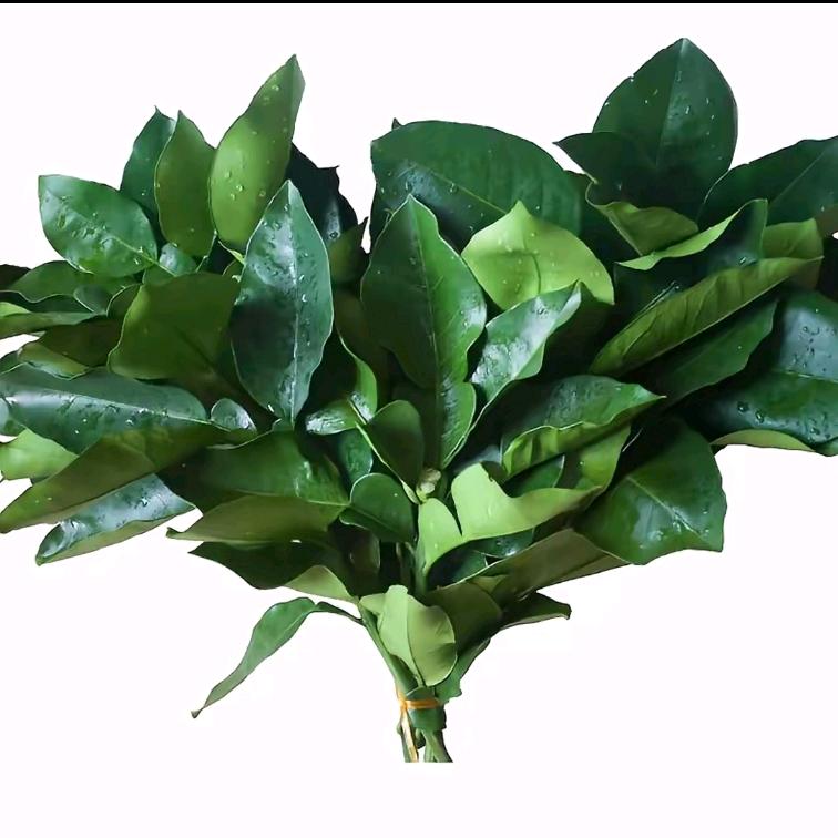 小羊没烦恼