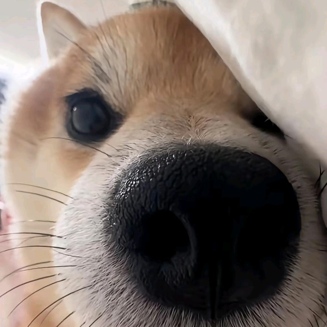 咸鱼没我闲