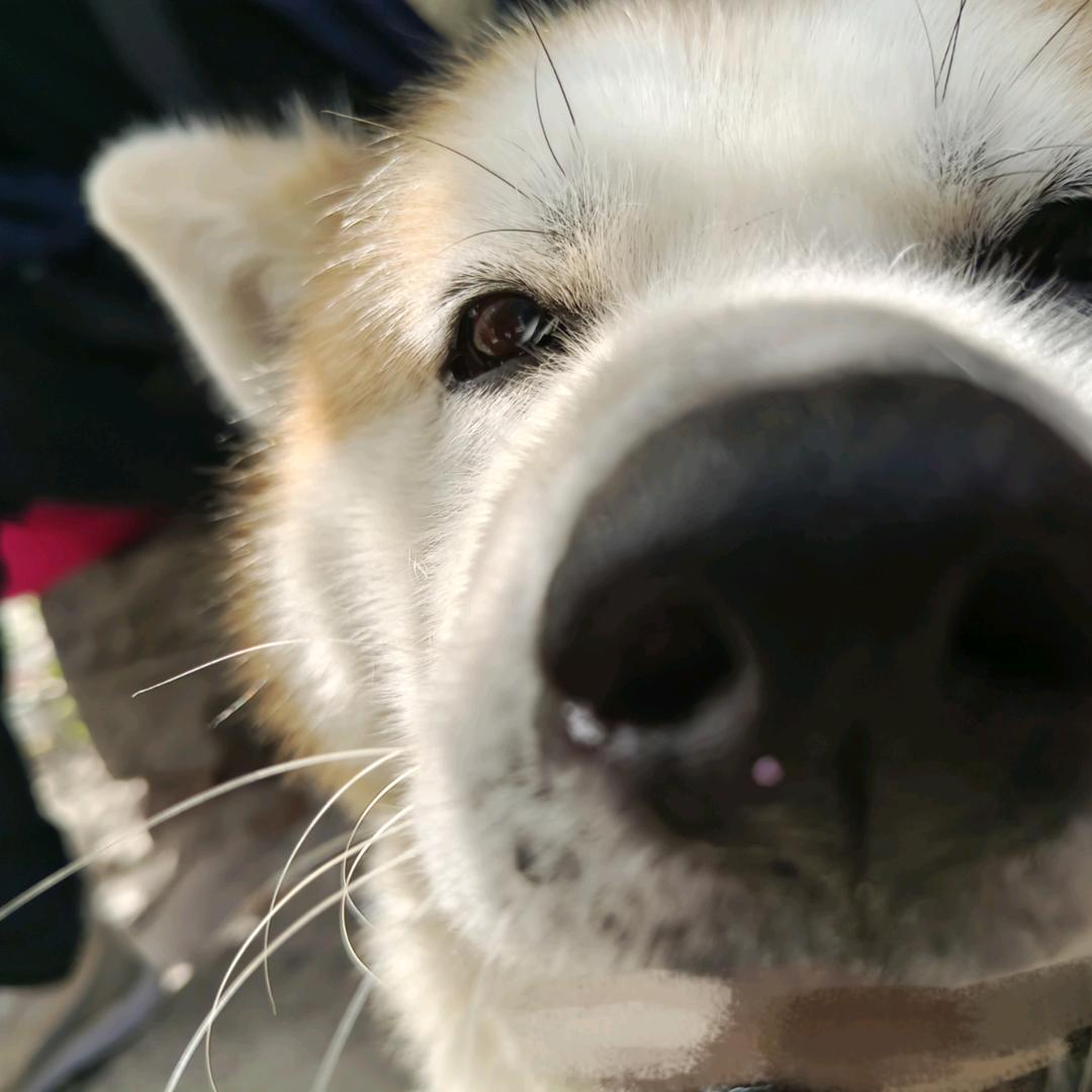 二十八块樱花橡皮集体失踪