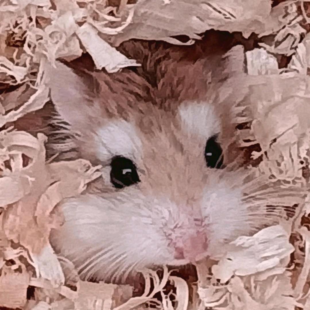 鼻嘎拌香菜