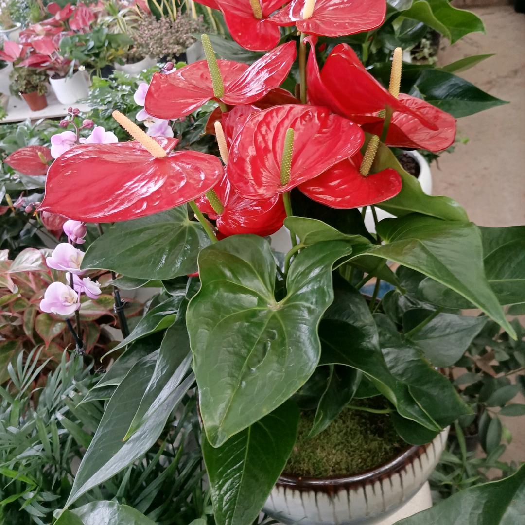 发芽