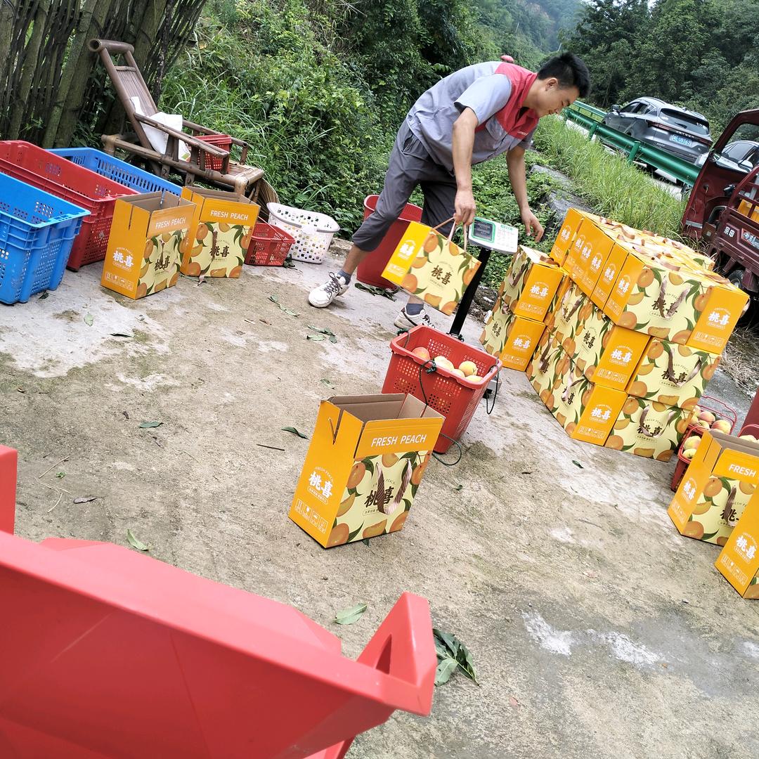 长寿村黄桃钟老板