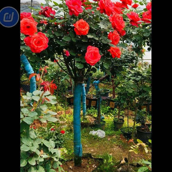 铭匀花卉