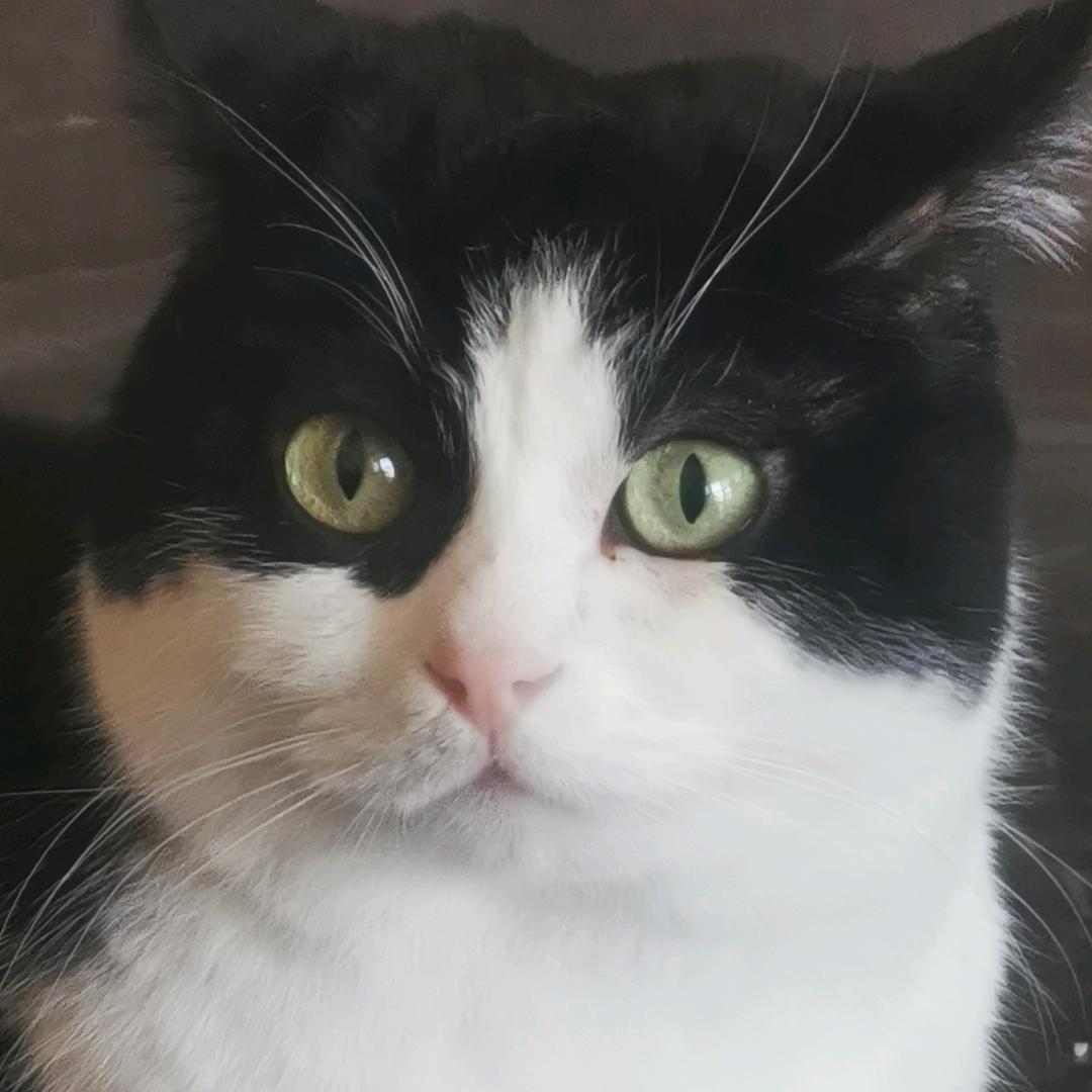 优雅的猫