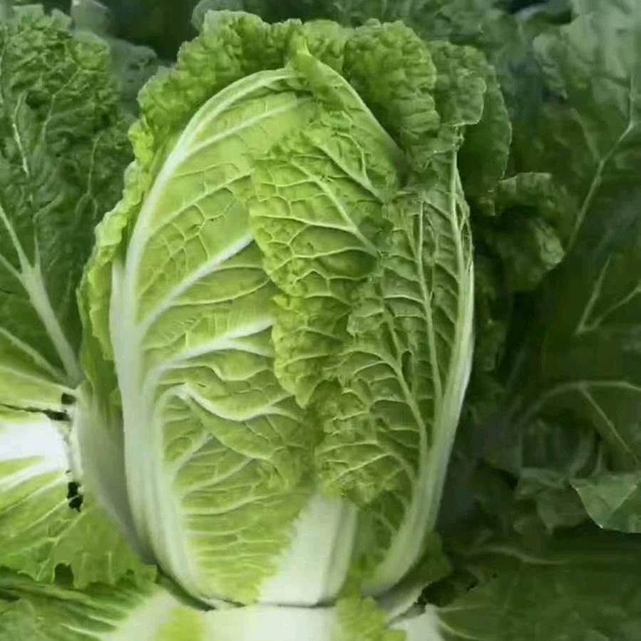 A云南精品白菜  菜小二