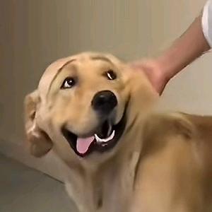 贺鲁晓夫