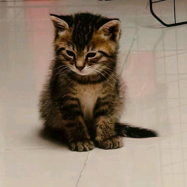 滚滚是只狸花猫