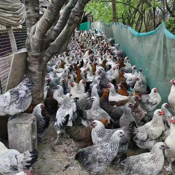 阳光总在风雨后（云南）