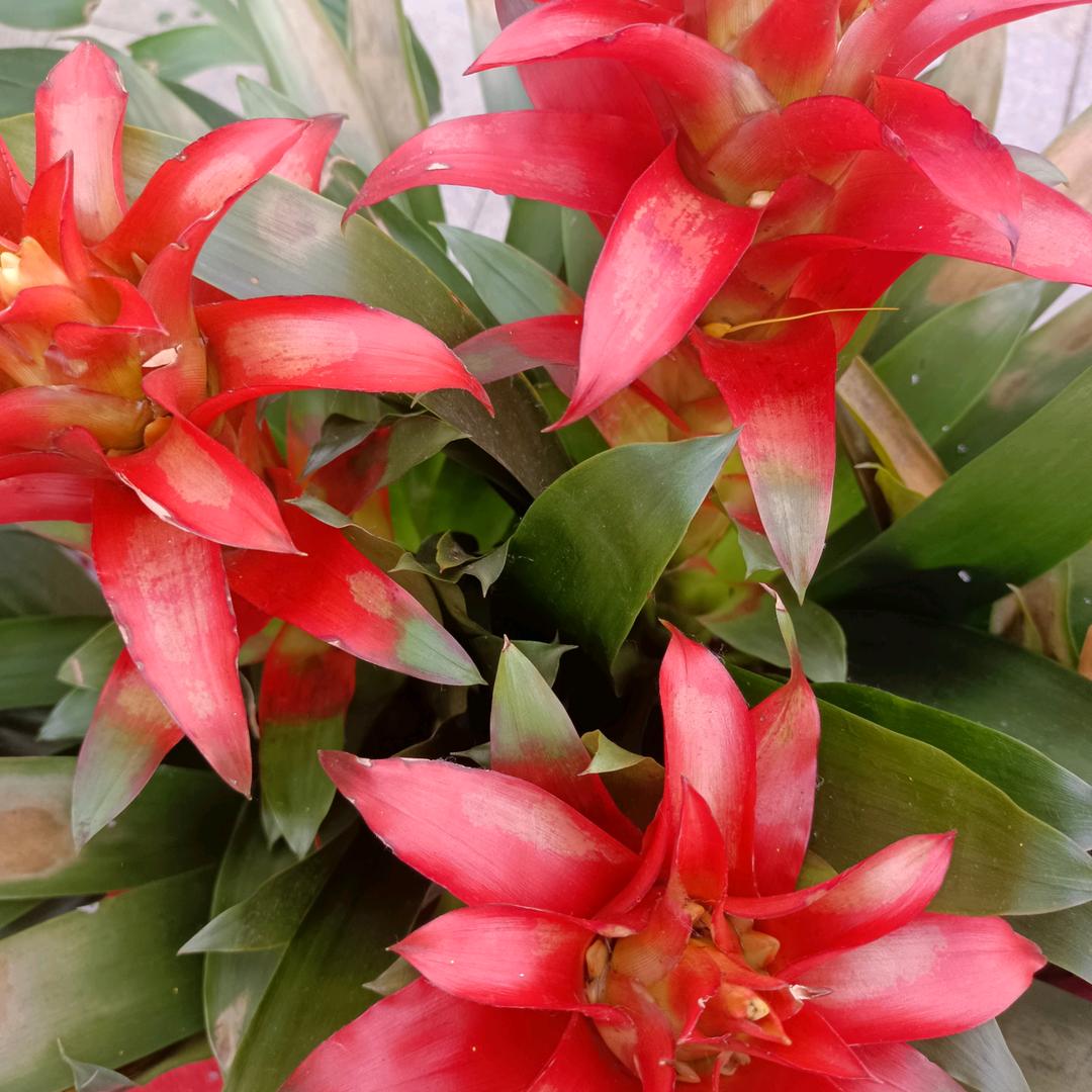 胜芳成明