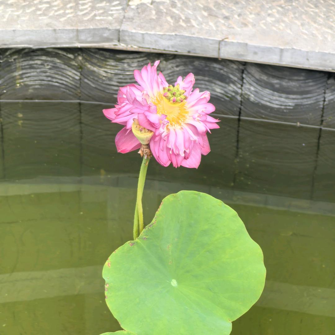 北海有鱼爱看书