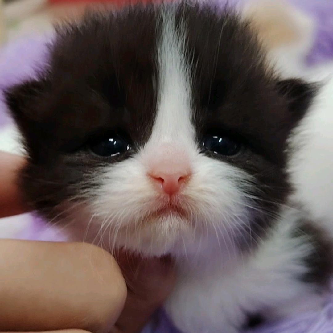 清远回音猫舍