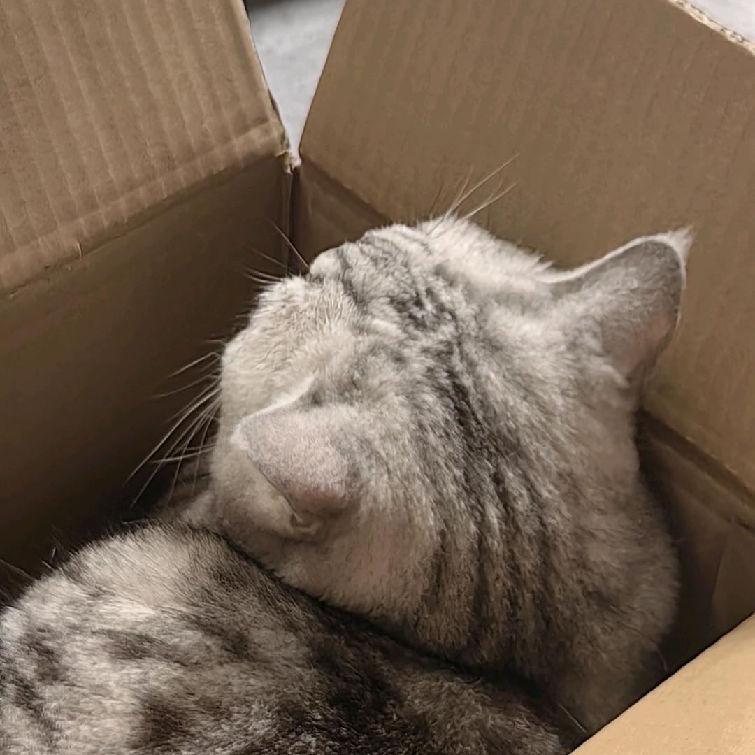 灰色小猫头