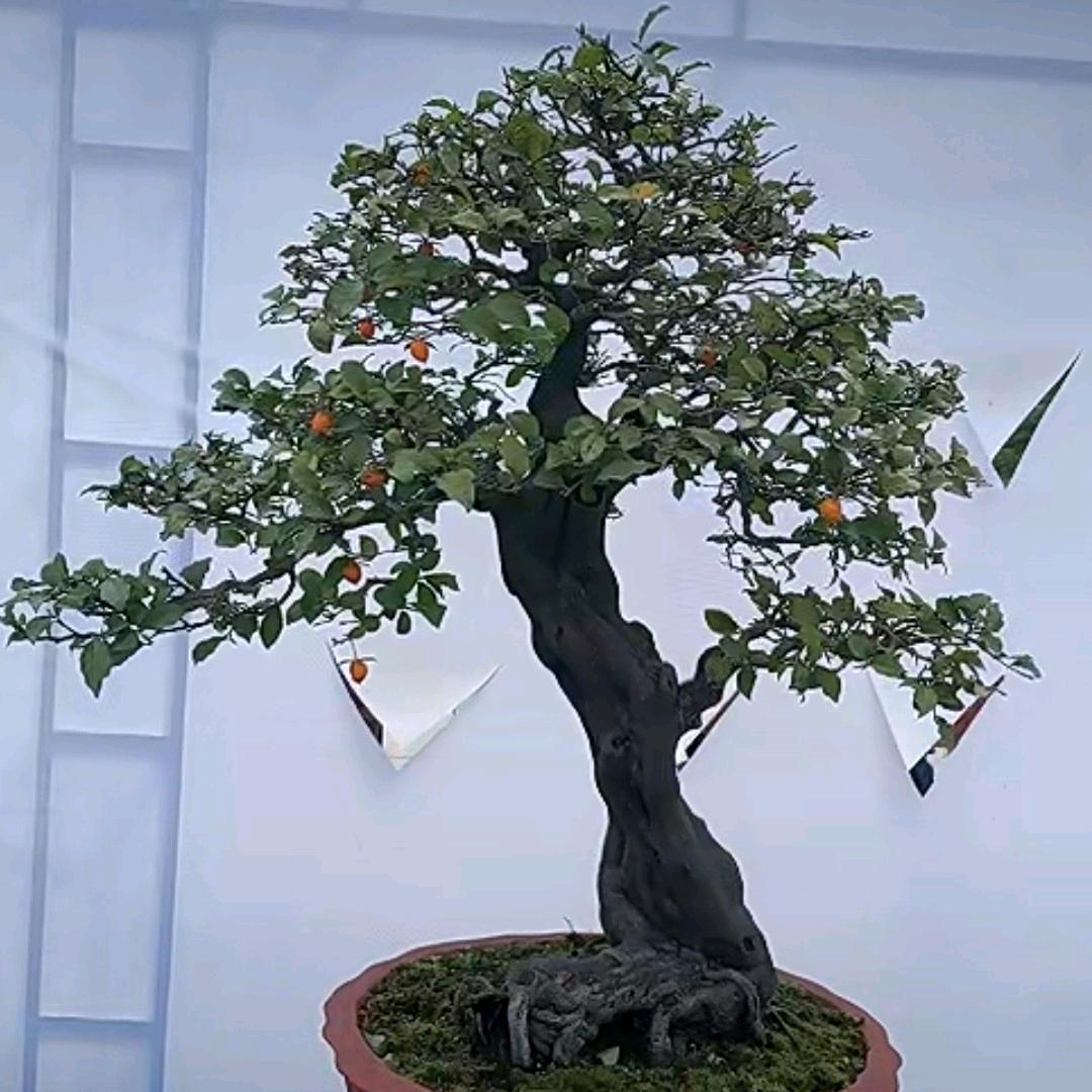 阿木示园艺