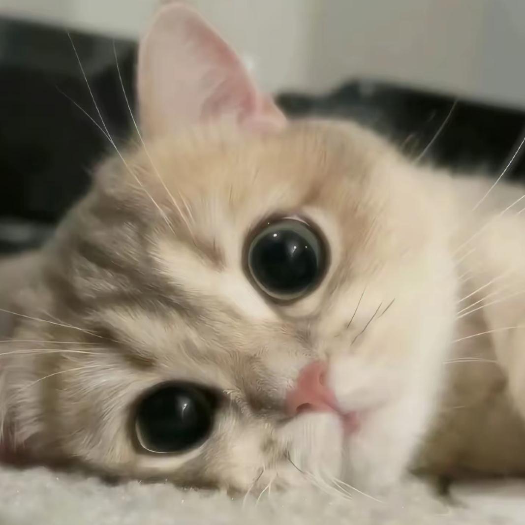 楼下有只猫
