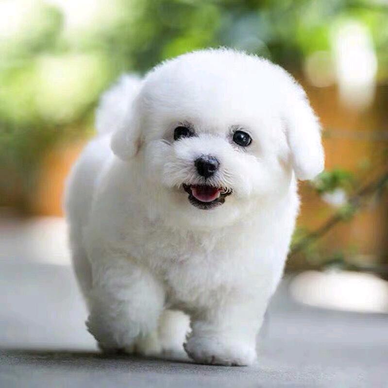 茶茶小宠