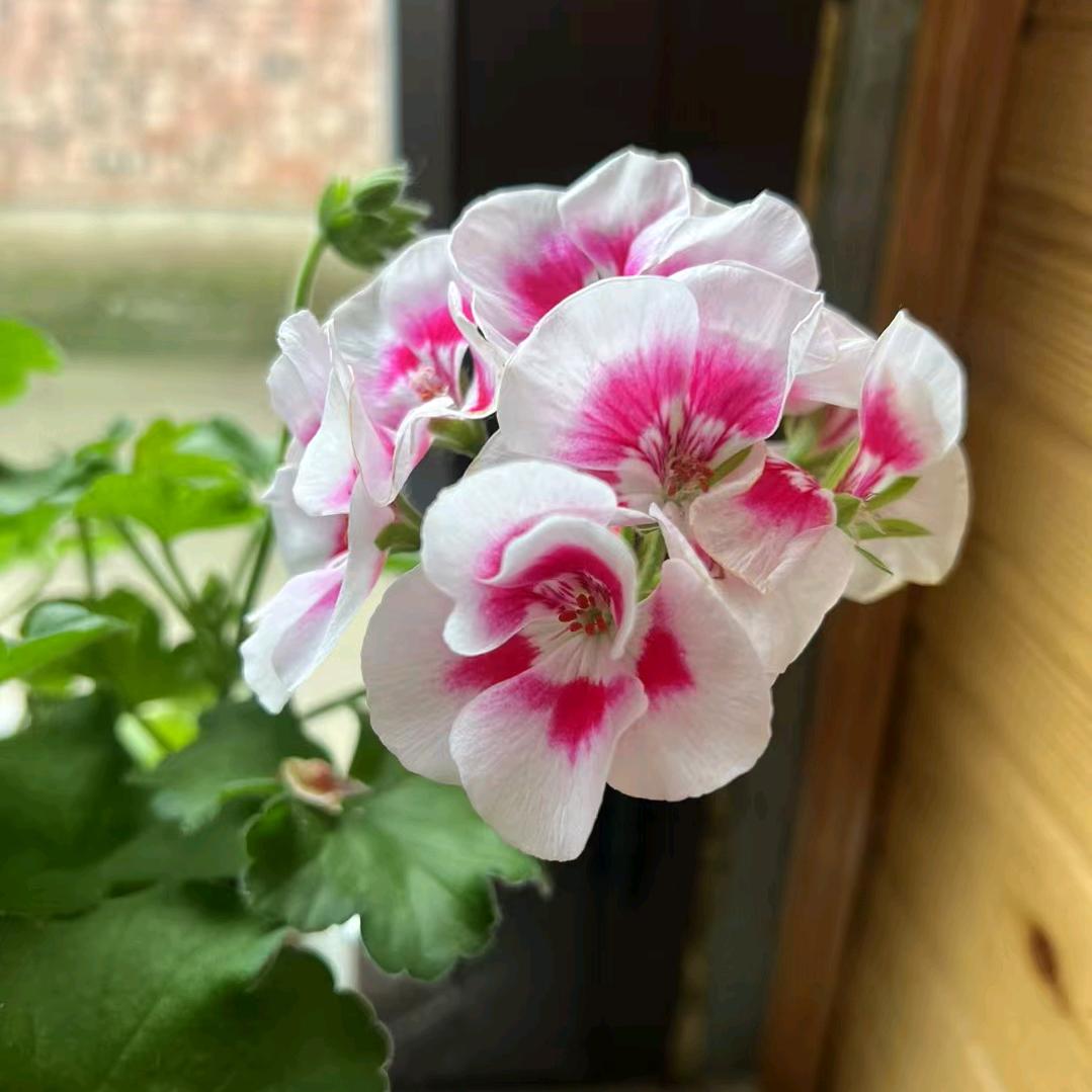 志玛 邓玛岭卡锅庄队