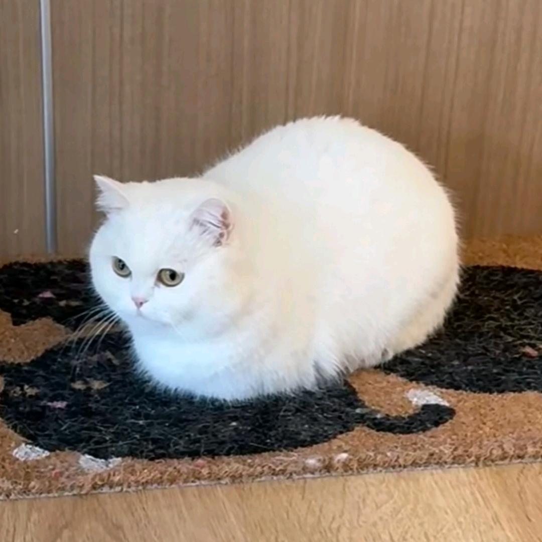 嘿嘿头像