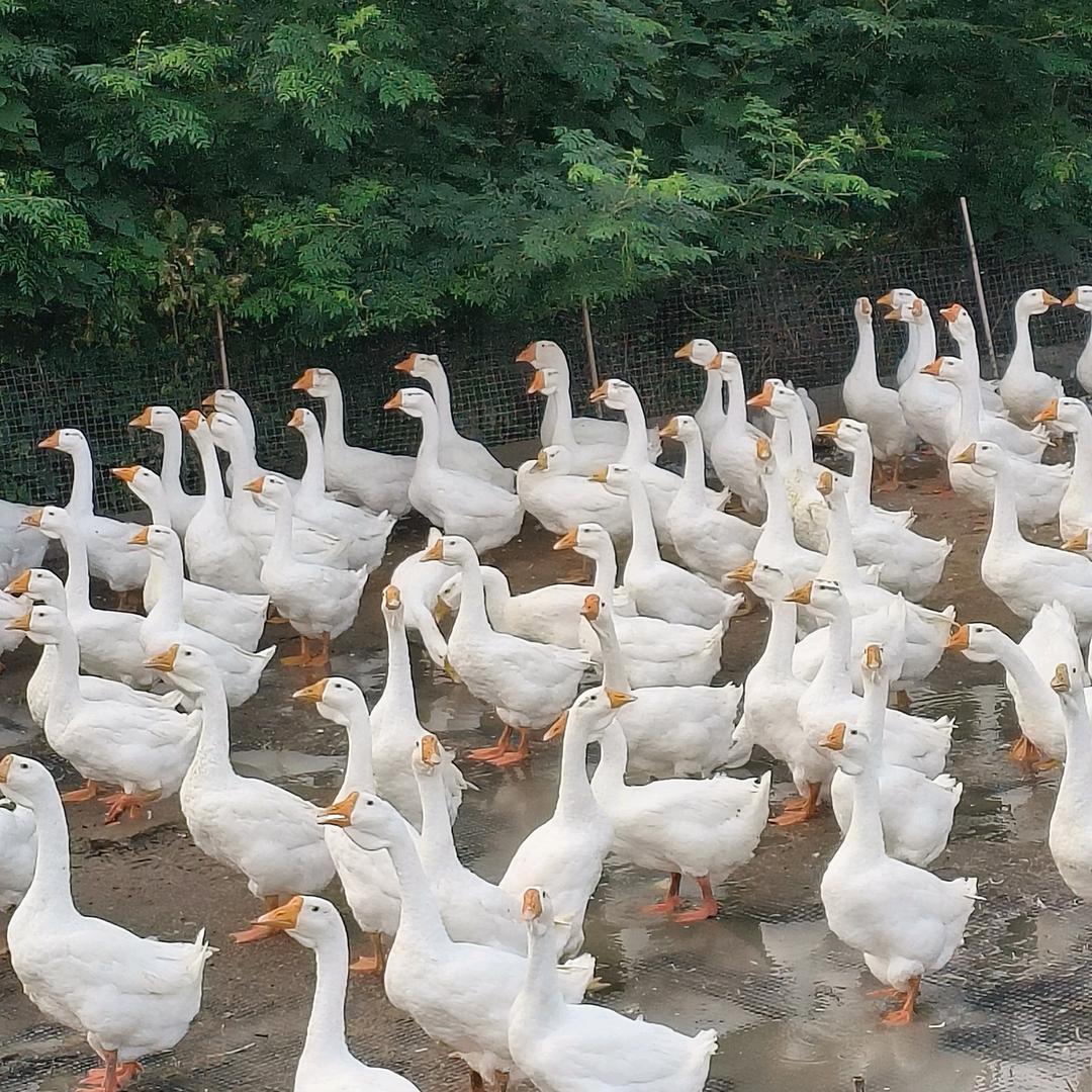 富达皖普鹅孵化场