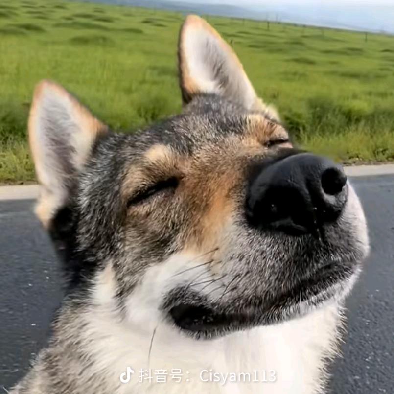 爱画的小狼