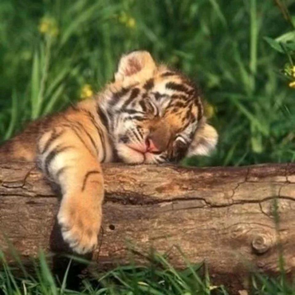 ヾ ^_^♪໑ຼₒ₂5ღ᭄天落凡尘e