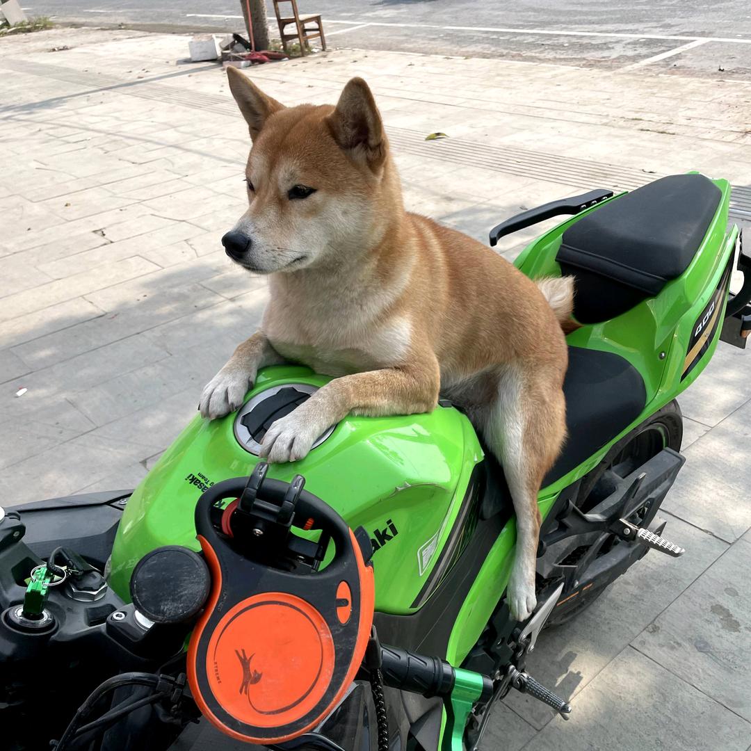 $$来柴$$来柴￥