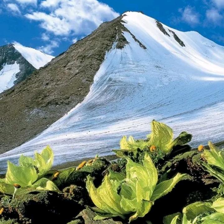高山雪莲头像