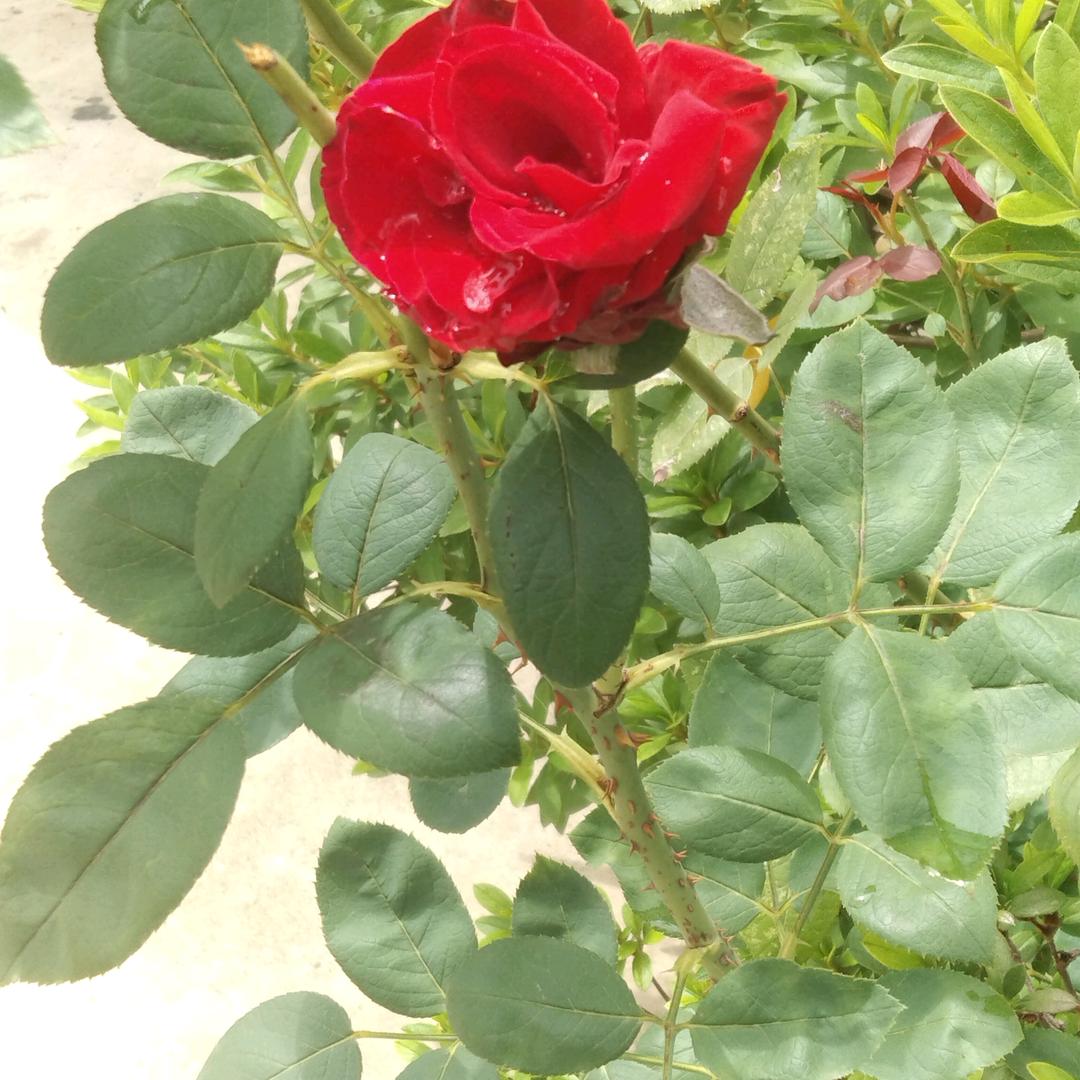 云南茶春谷，谷主