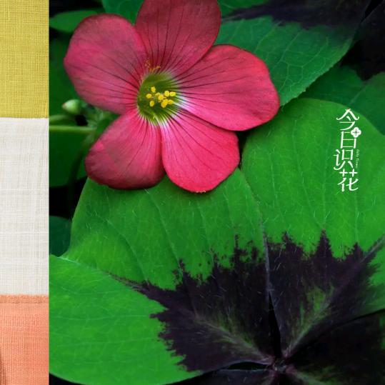 光荣岁月