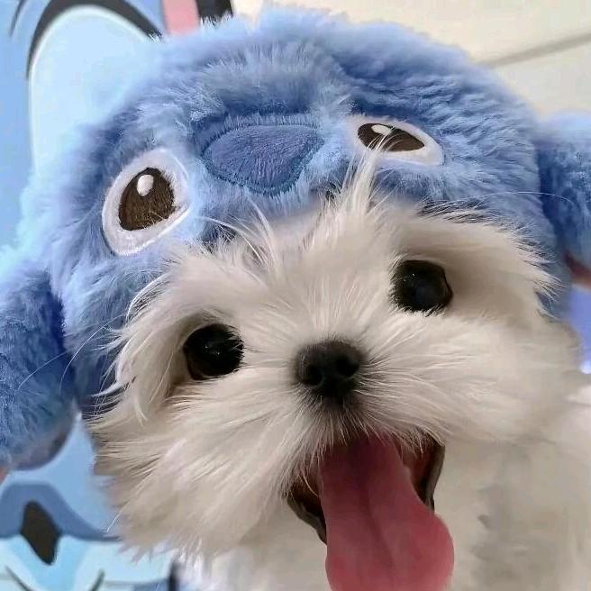 ᥫᩣ芝士味小熊饼干🧀