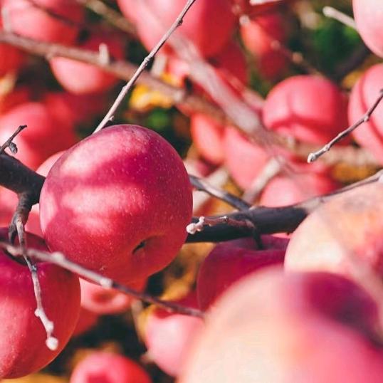 临猗国辉新鲜水果好货店