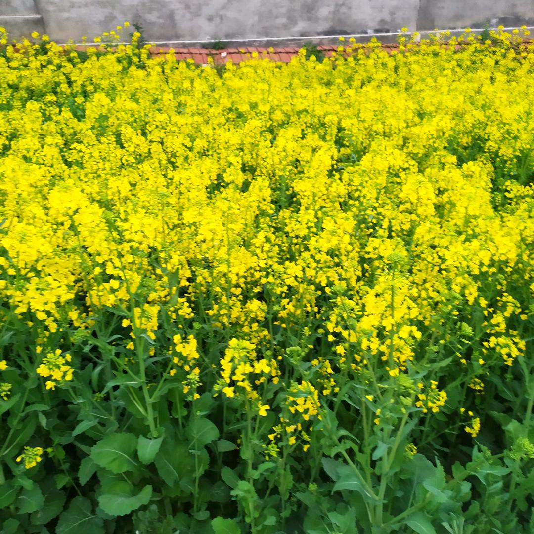 开心快乐每一天