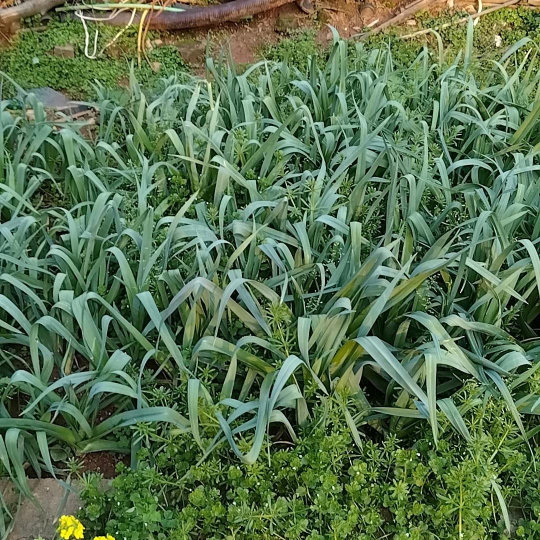 留守农村的大婶与奶奶