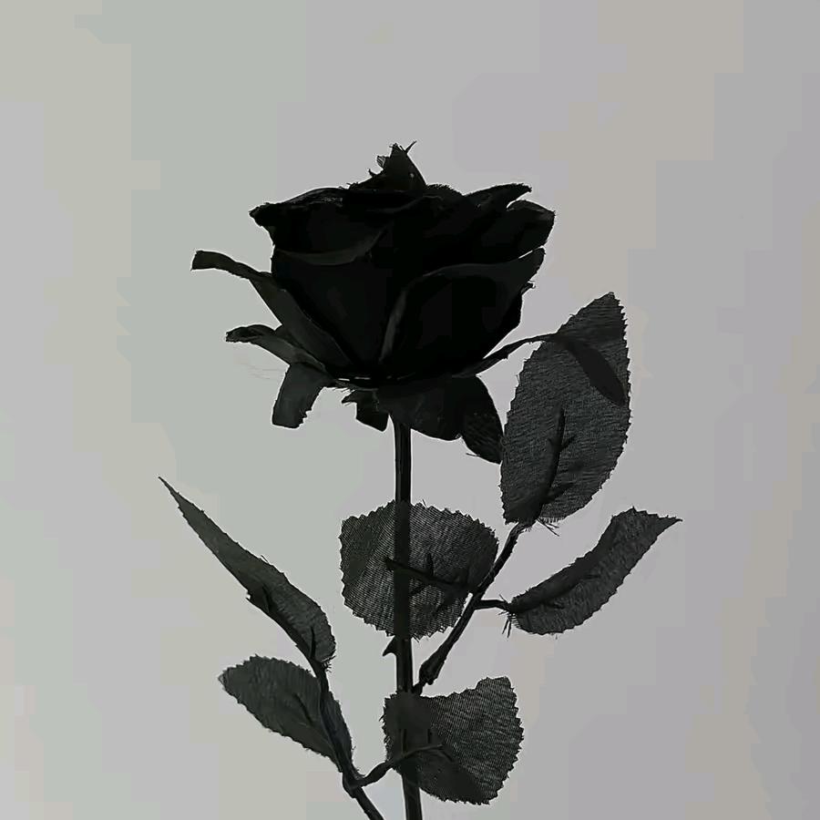 莲的百万（现货号）