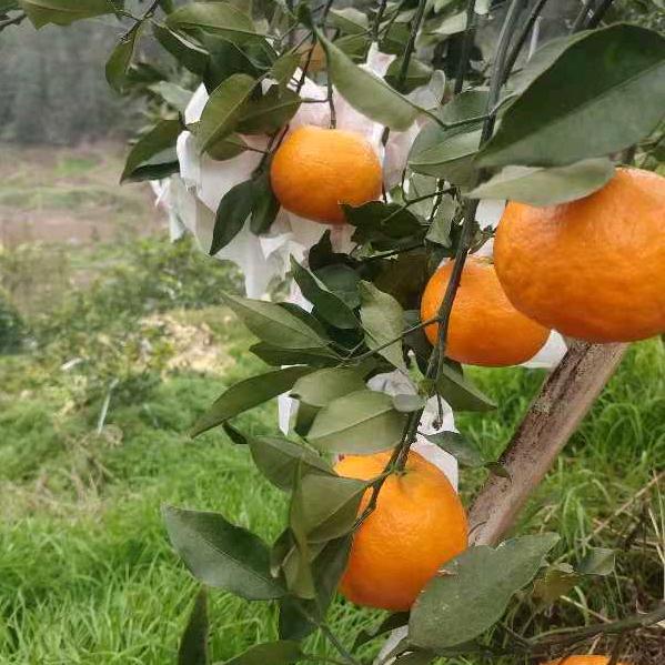 兴隆种植柑桔