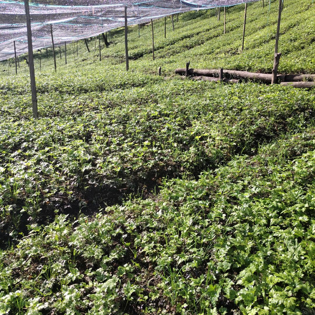 希望明天改变一切