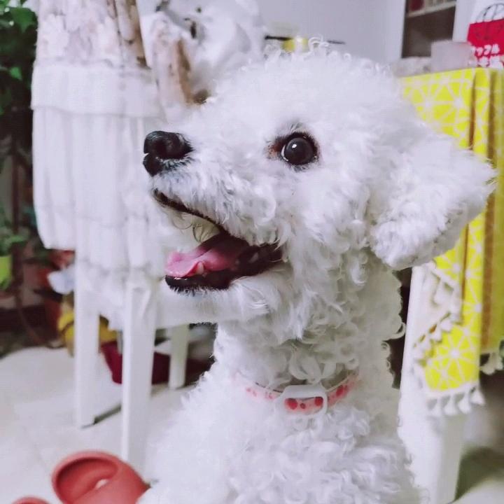 迷雾森林