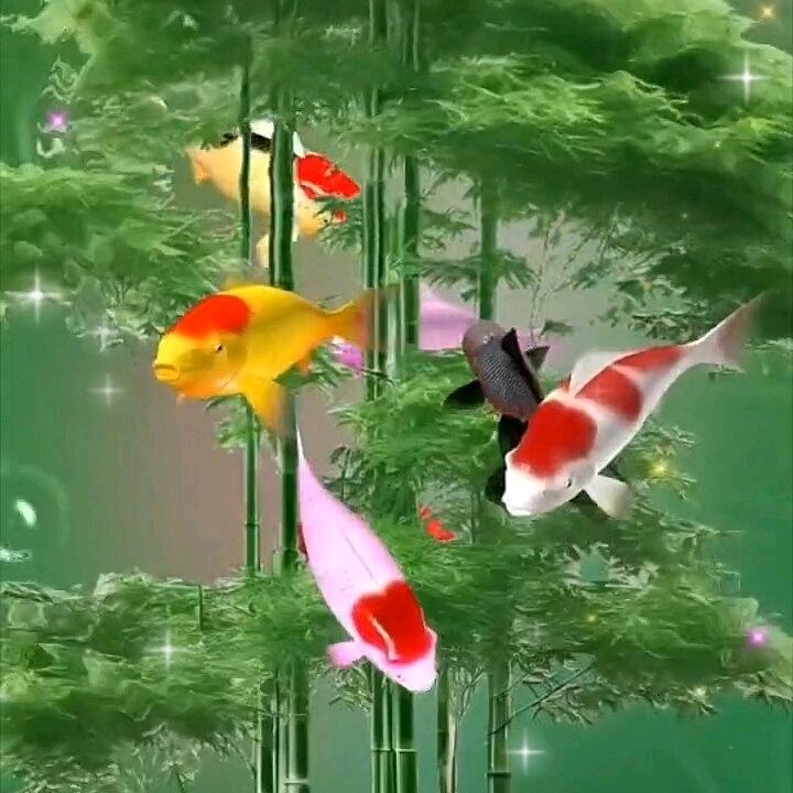 太阳花