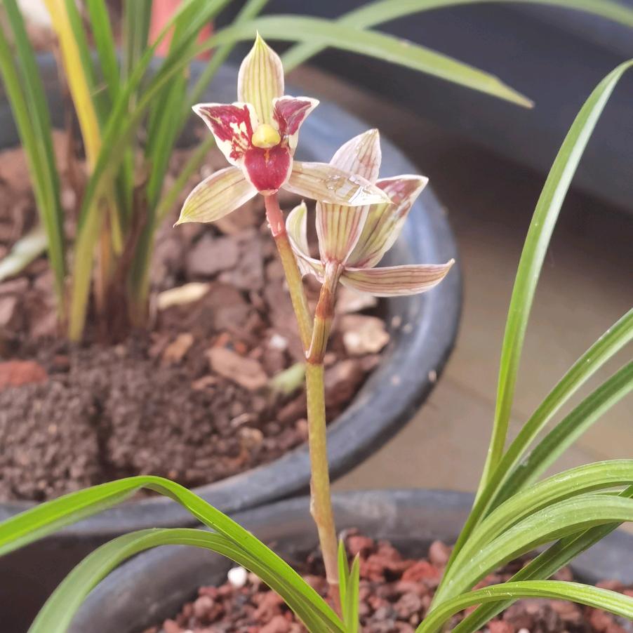 云兰人～泛光工程施工一体