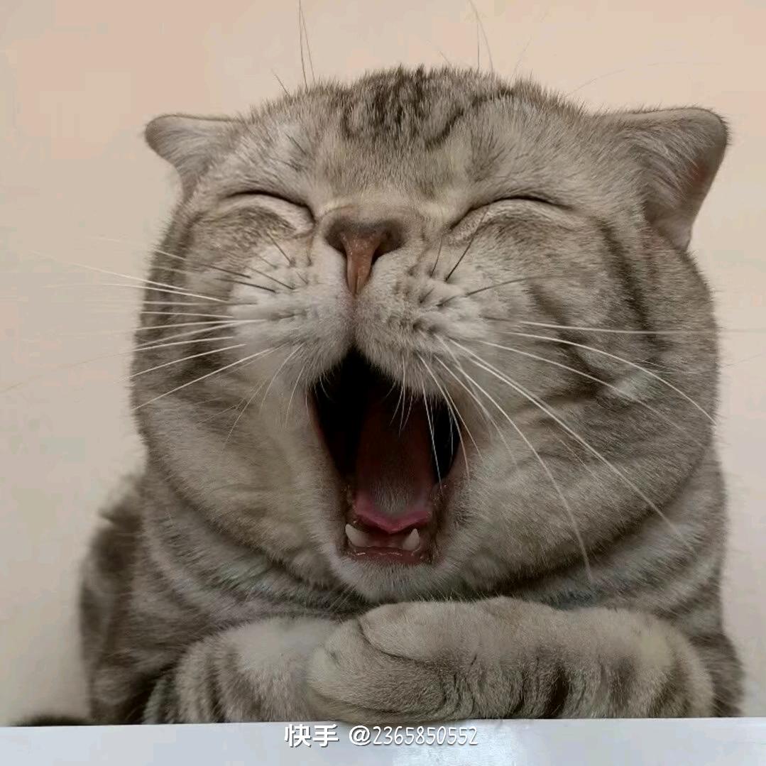 嘿哈嚯