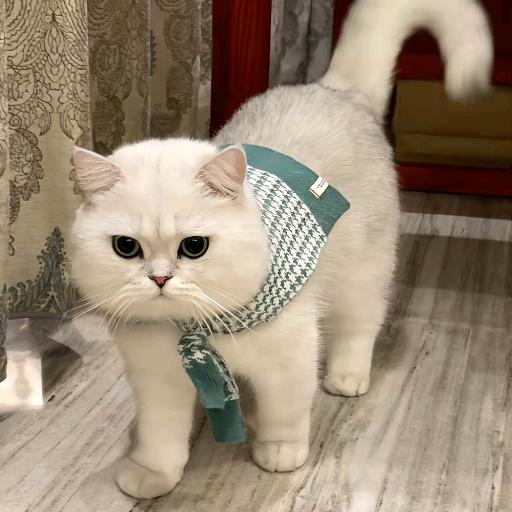 念森传媒-大椿探店