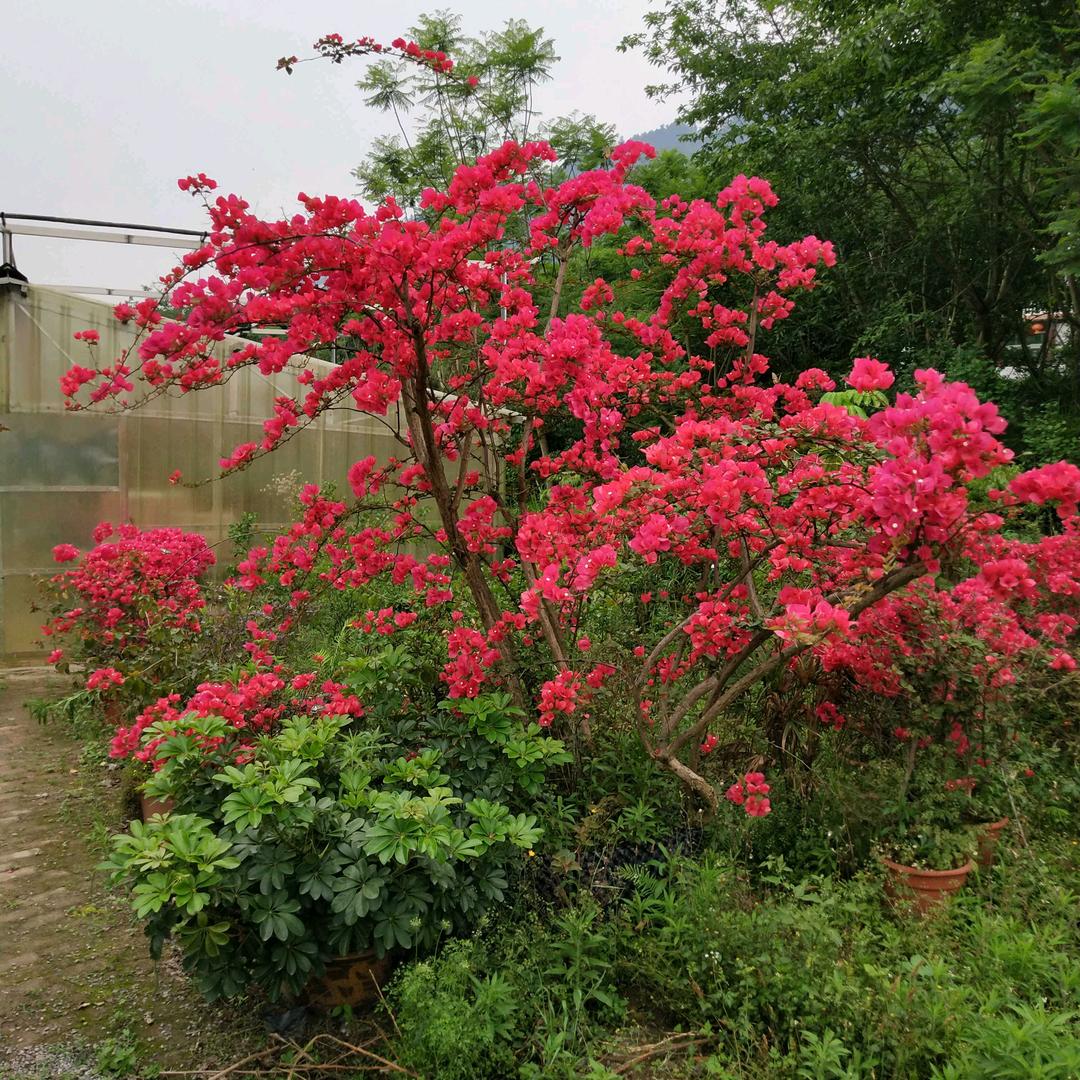开心每一天