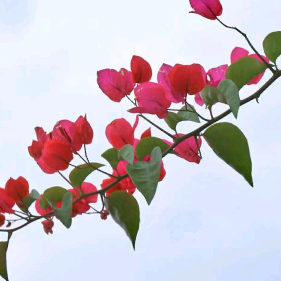 风追落叶🍂夜追馨