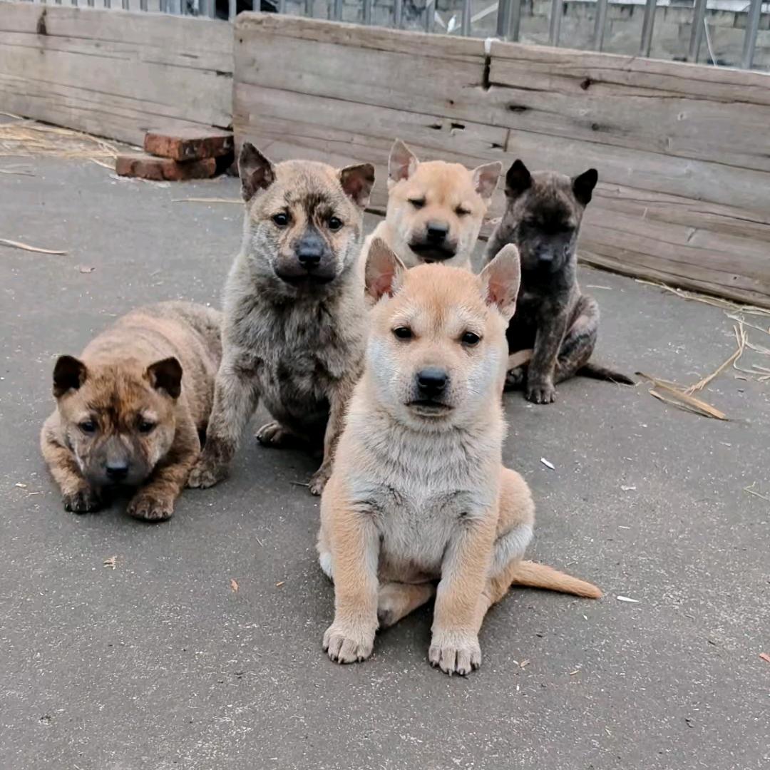 🇨🇳甜梦易醒🇨🇳